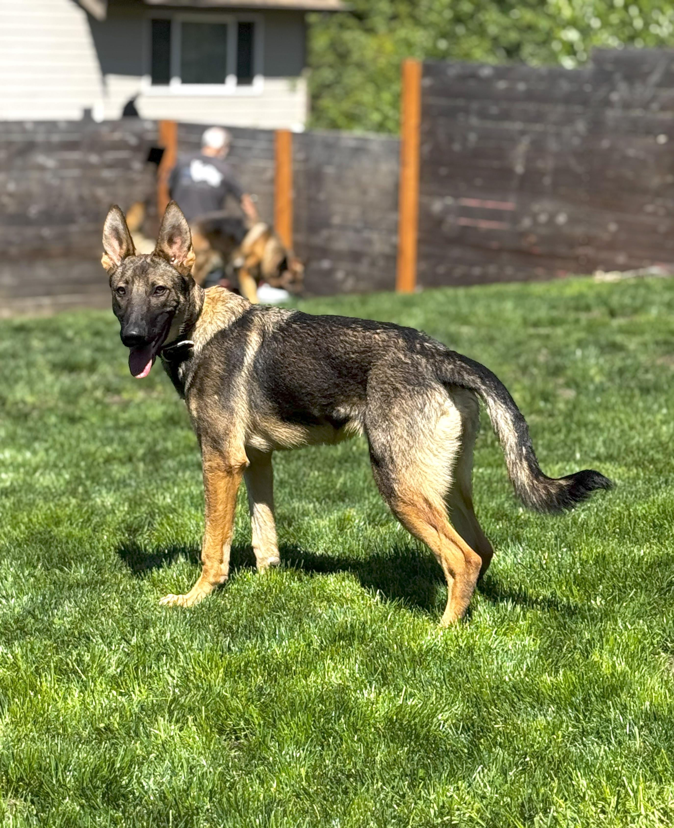 Ronan, a Adopted German Shepherd Dog in Bellevue, WA image 4/4