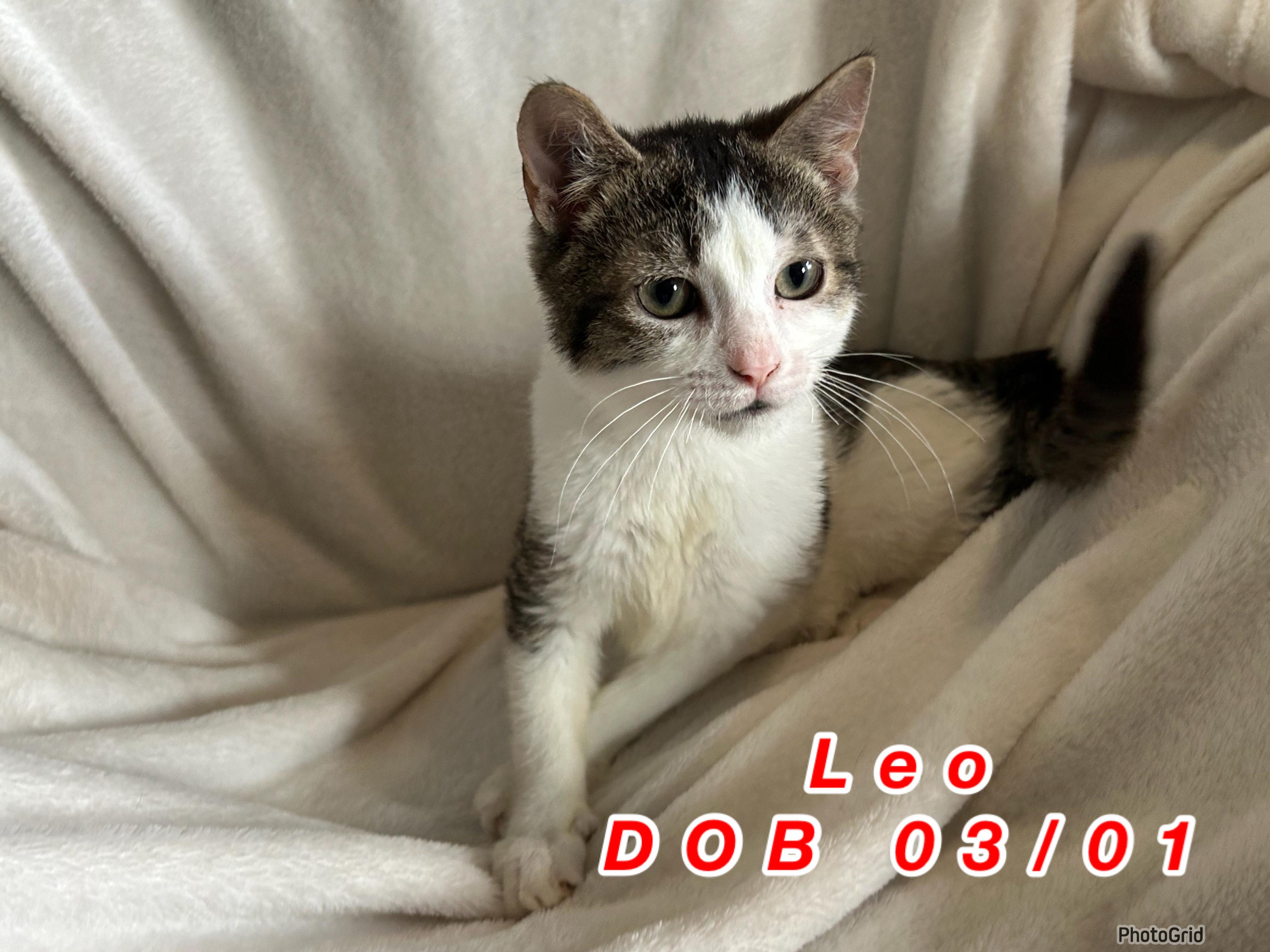 Enlarge Leo, a Adoptable Domestic Short Hair in Troupsburg, NY image 1/1
