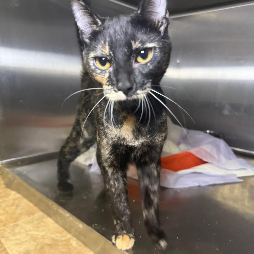 Chirpy — thumbnail 2