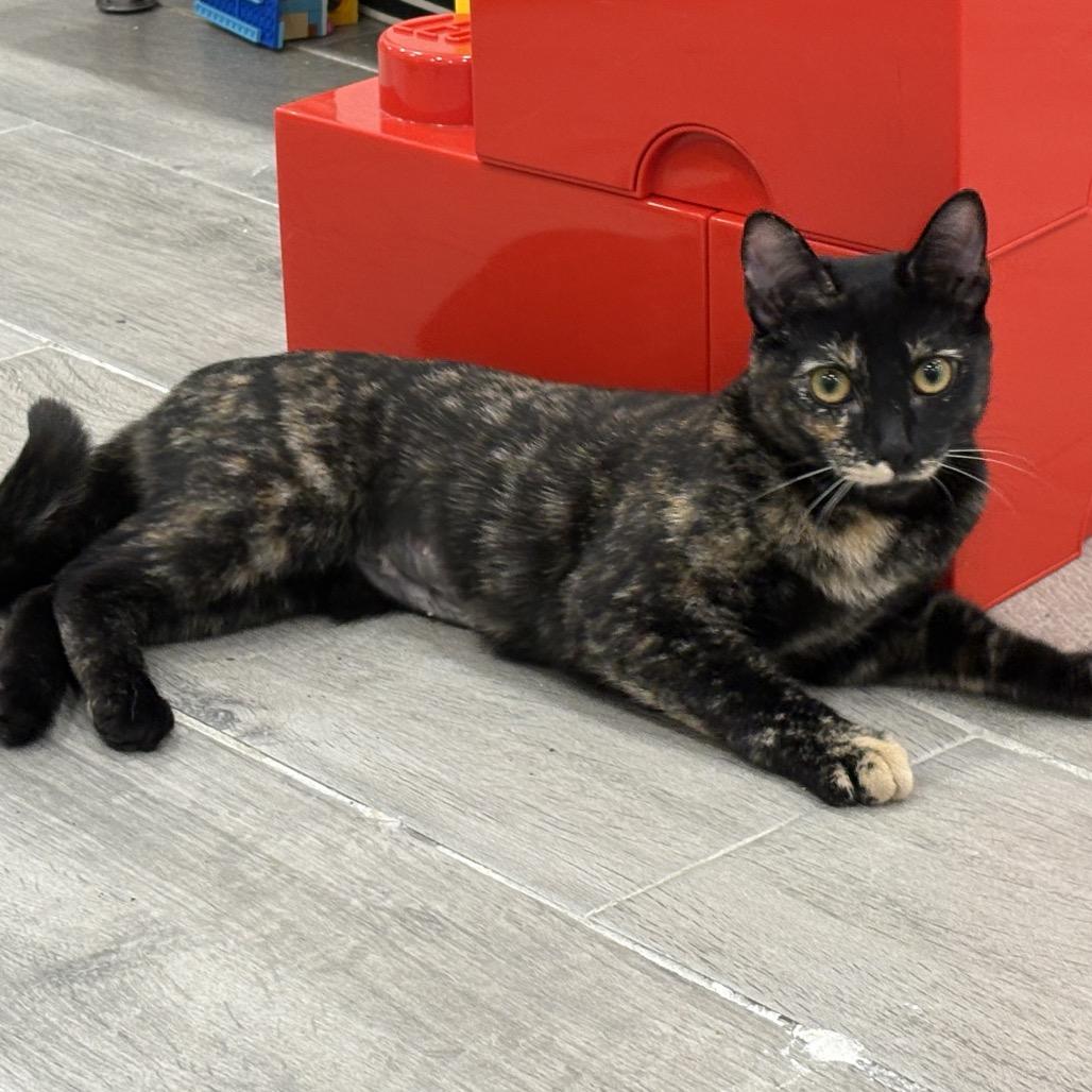 Chirpy — thumbnail 3