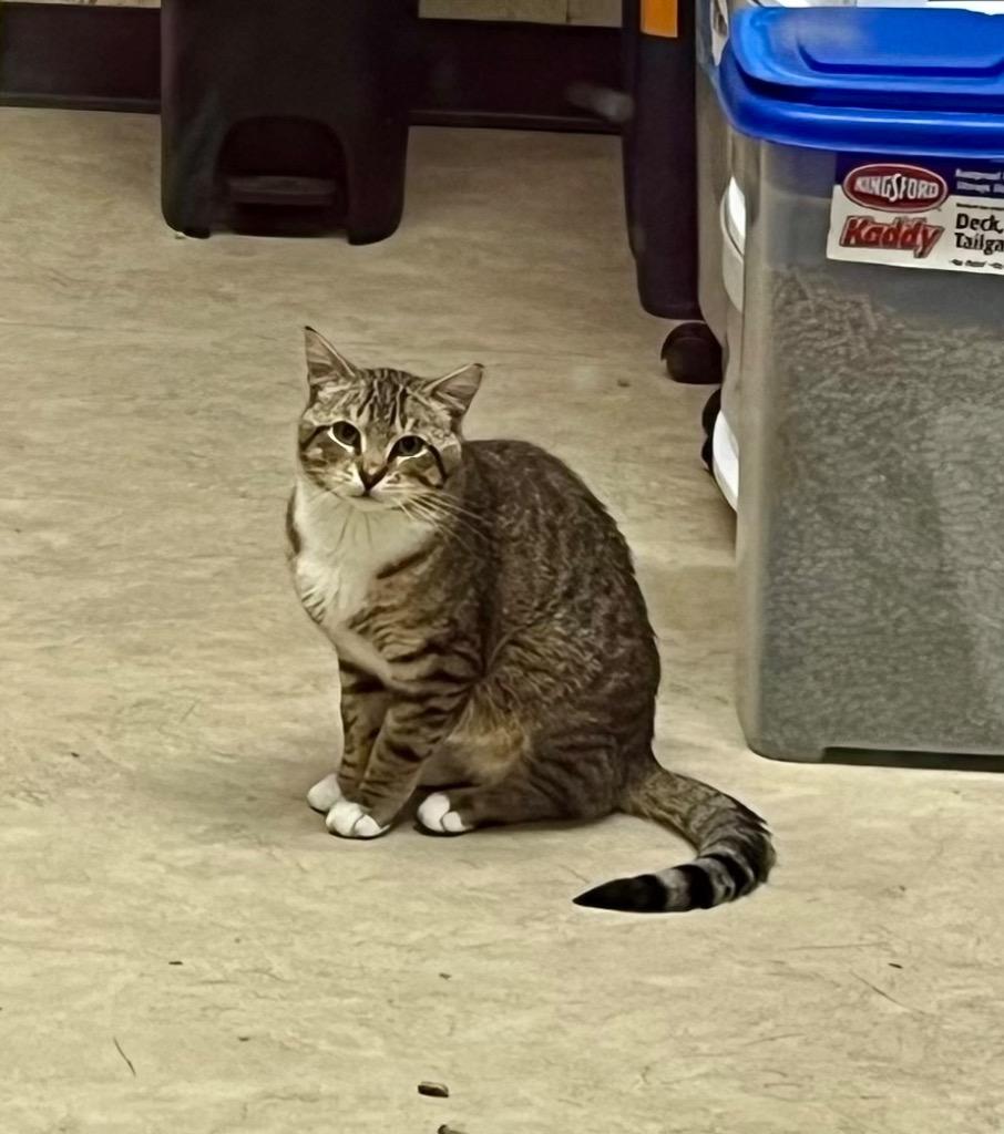 Victor K, Adoptable, Young Male Domestic Short Hair.