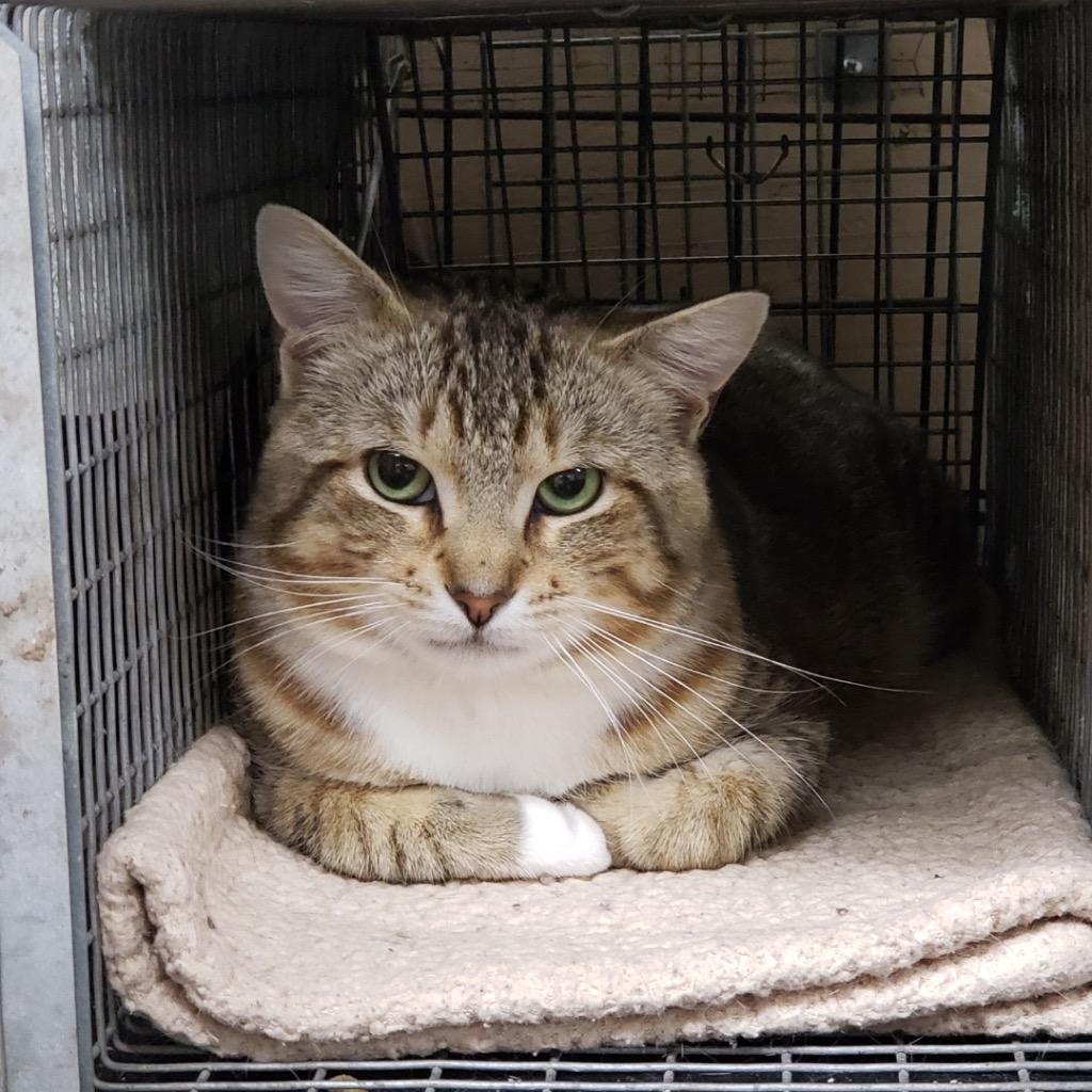 Enlarge Victor K, a Adoptable mixed breed in Sherwood, OR image 2/2