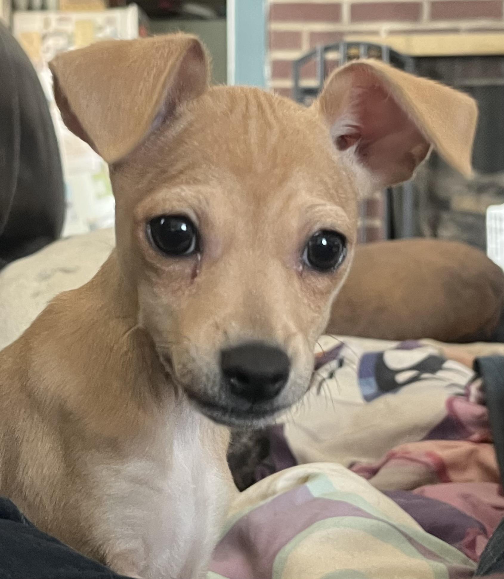 Kelly , adopted, Puppy Female Chihuahua.