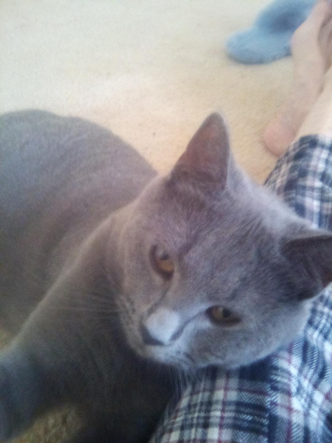 Stormy 5210, Adoptable, Young Female Domestic Short Hair.