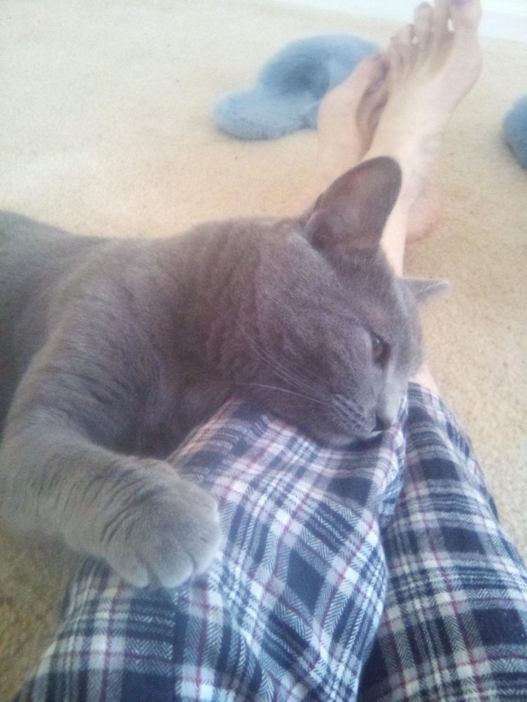 Enlarge Stormy 5210, a Adoptable Domestic Short Hair in Locust Grove, VA image 2/3