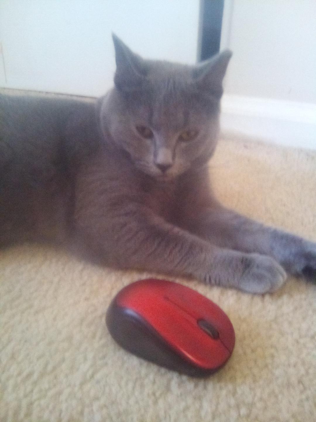 Enlarge Stormy 5210, a Adoptable Domestic Short Hair in Locust Grove, VA image 3/3