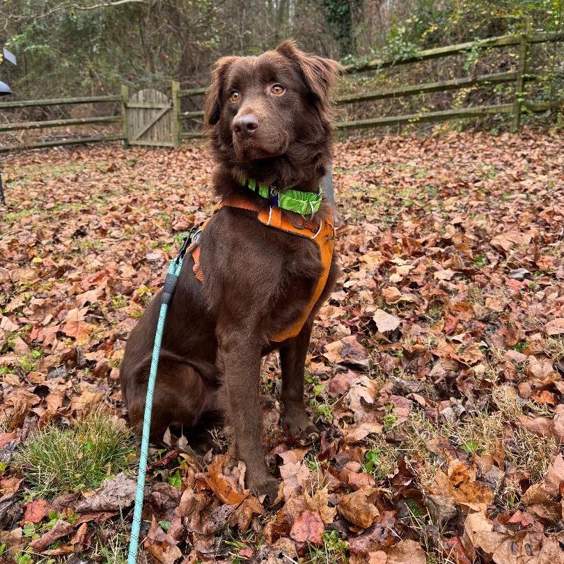 Enlarge Chester, a Adoptable Australian Shepherd in Alexandria, VA image 1/6