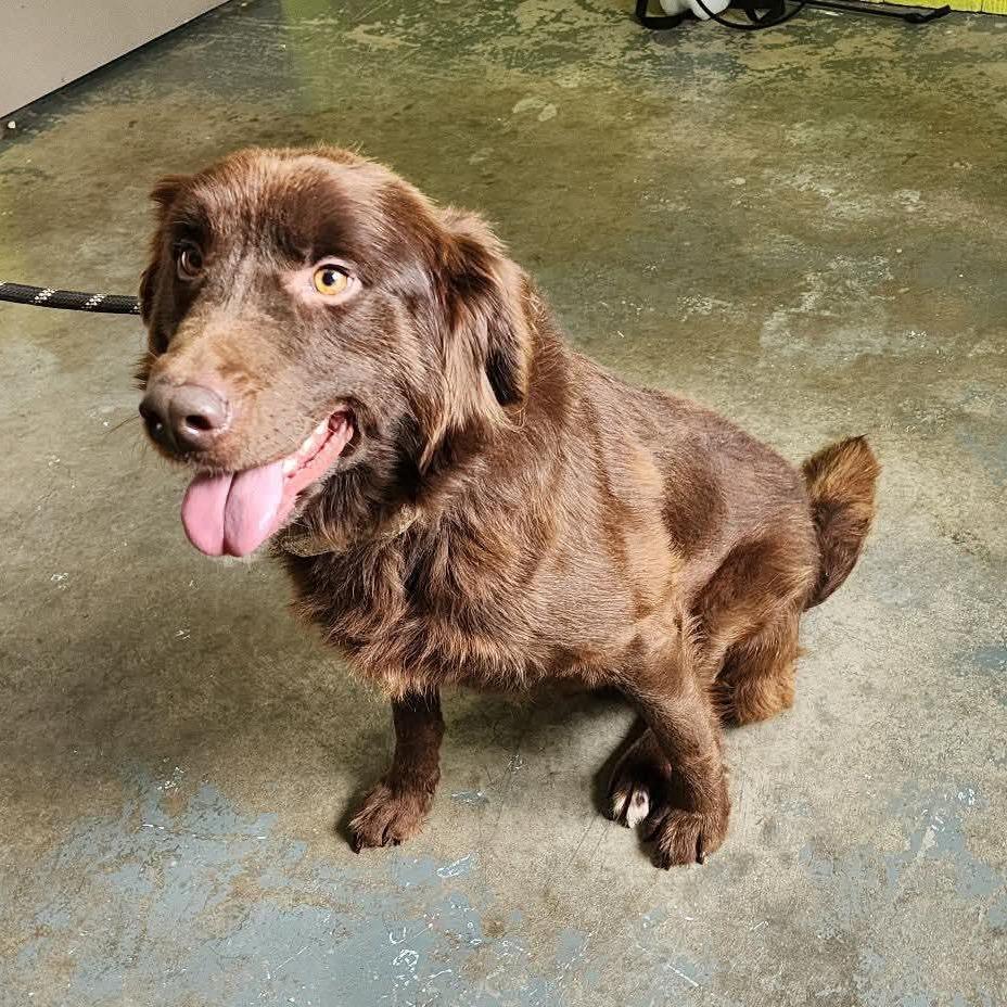 Enlarge Chester, a Adoptable Australian Shepherd in Alexandria, VA image 3/6