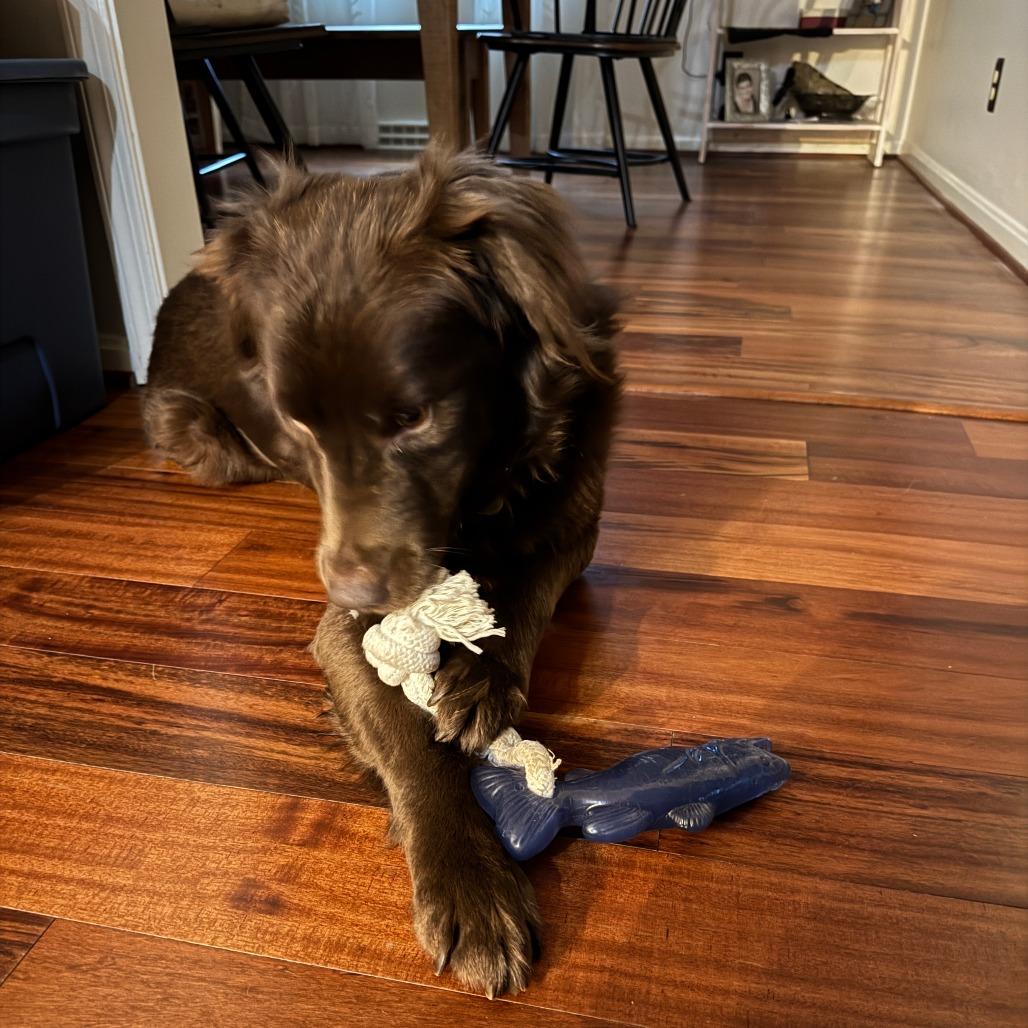 Enlarge Chester, a Adoptable Australian Shepherd in Alexandria, VA image 4/6