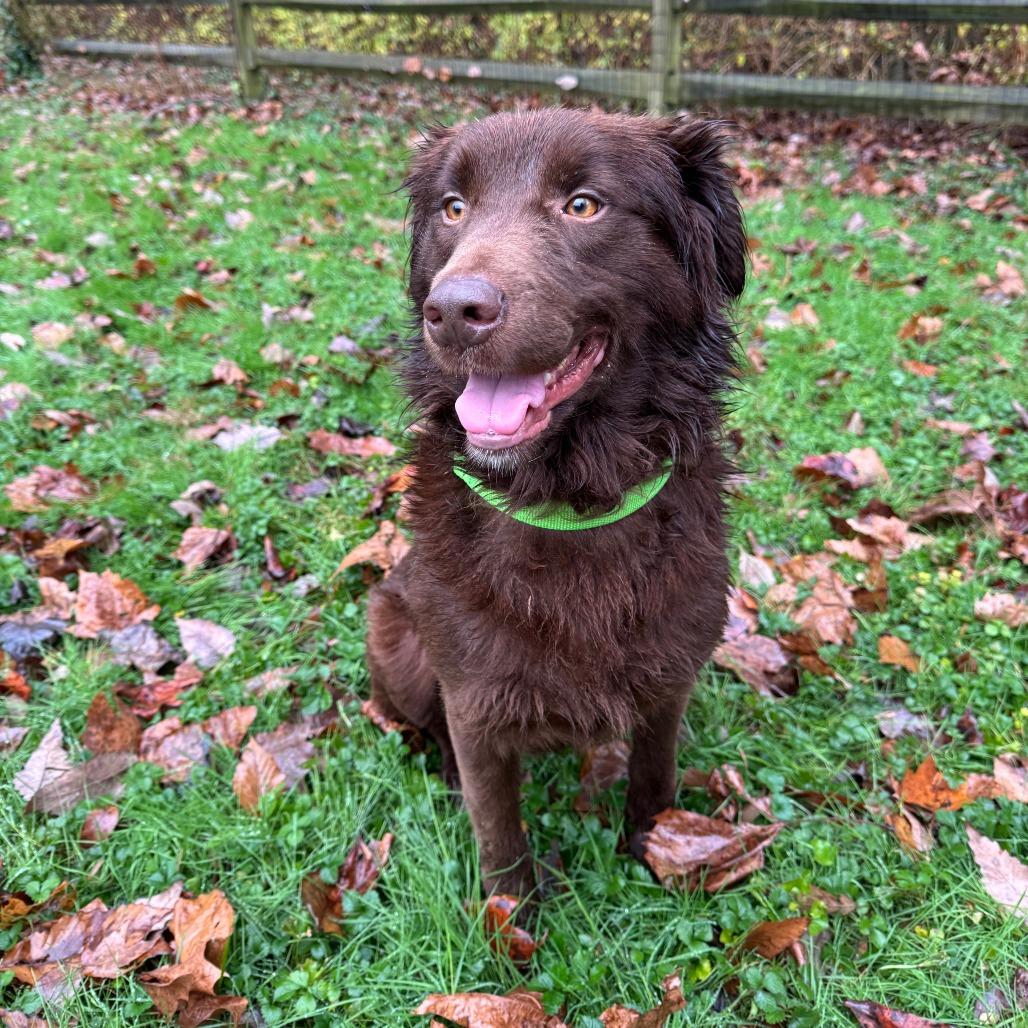 Enlarge Chester, a Adoptable Australian Shepherd in Alexandria, VA image 5/6