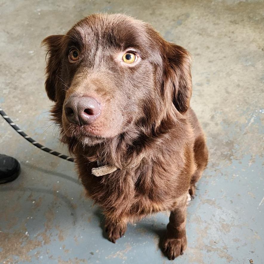 Enlarge Chester, a Adoptable Australian Shepherd in Alexandria, VA image 6/6