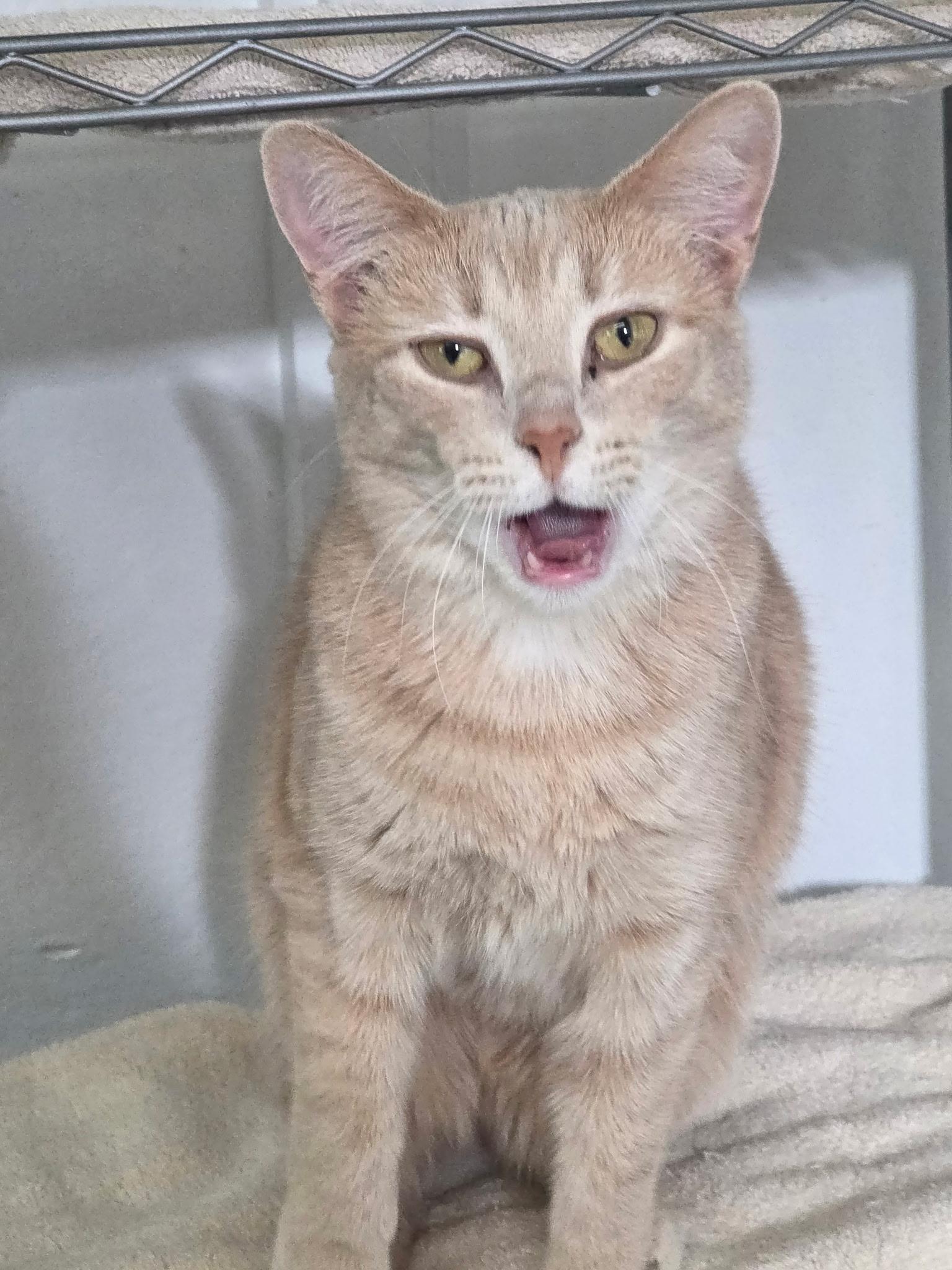 Enlarge Fig, a Adoptable American Shorthair in Mount Pleasant, PA image 1/4