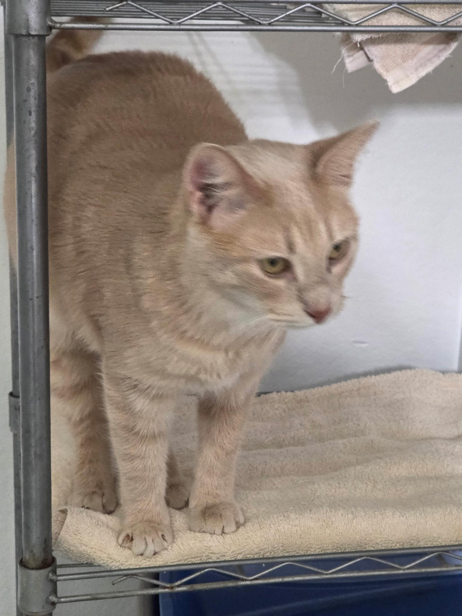 Enlarge Fig, a Adoptable American Shorthair in Mount Pleasant, PA image 4/4