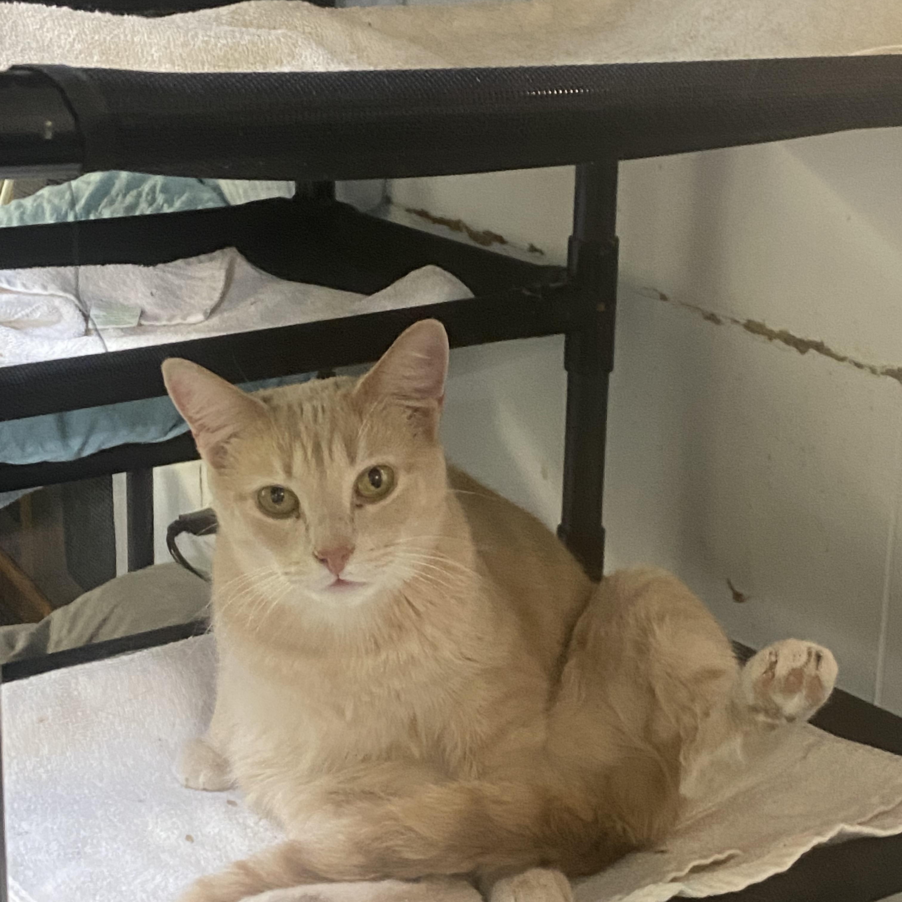 Enlarge Fig, a Adoptable American Shorthair in Mount Pleasant, PA image 3/4