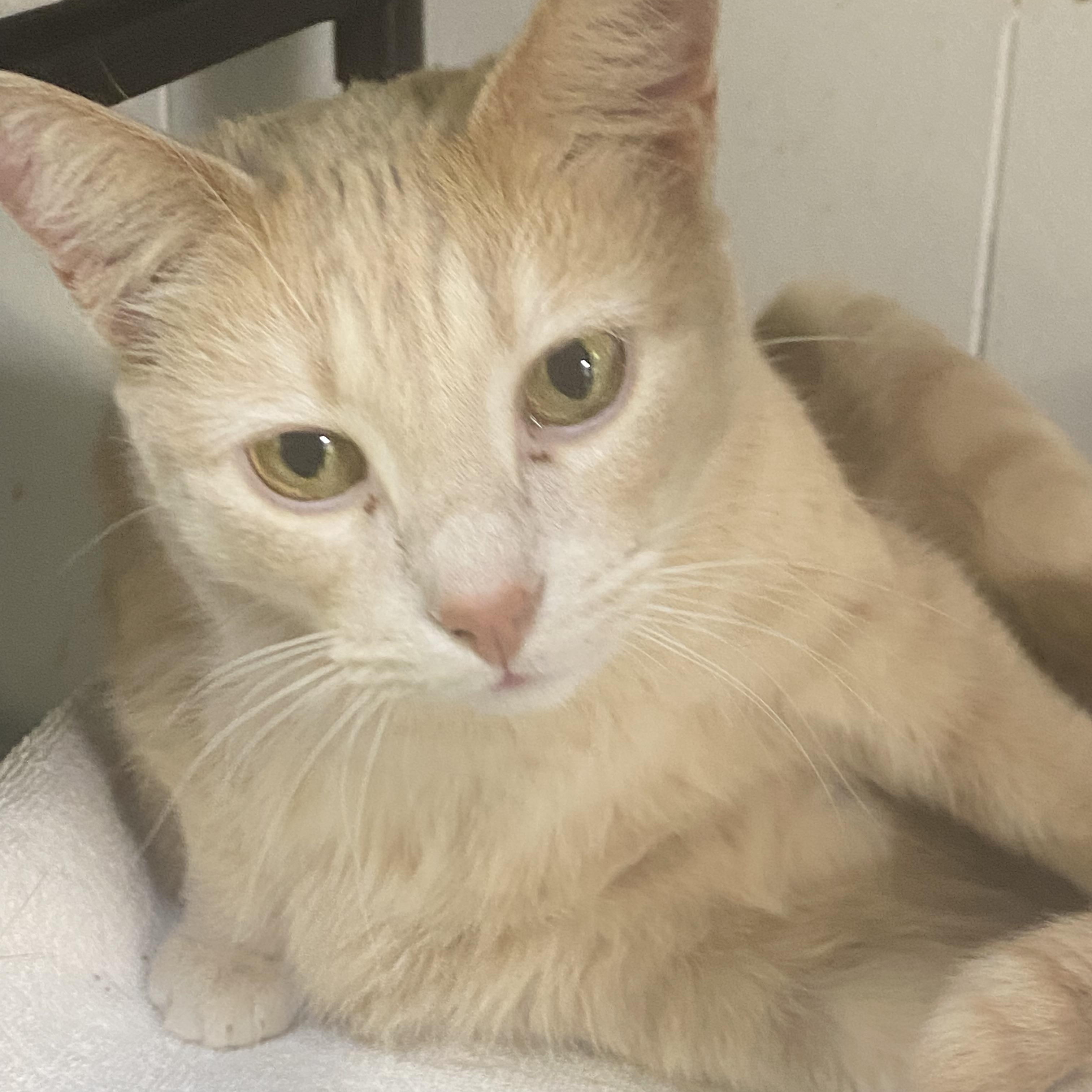 Enlarge Fig, a Adoptable American Shorthair in Mount Pleasant, PA image 2/4
