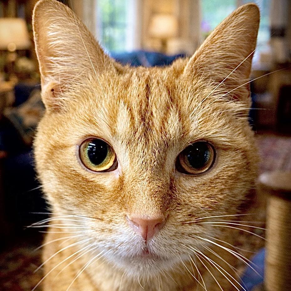 Cheeto, Adoptable, Adult Male Domestic Short Hair.