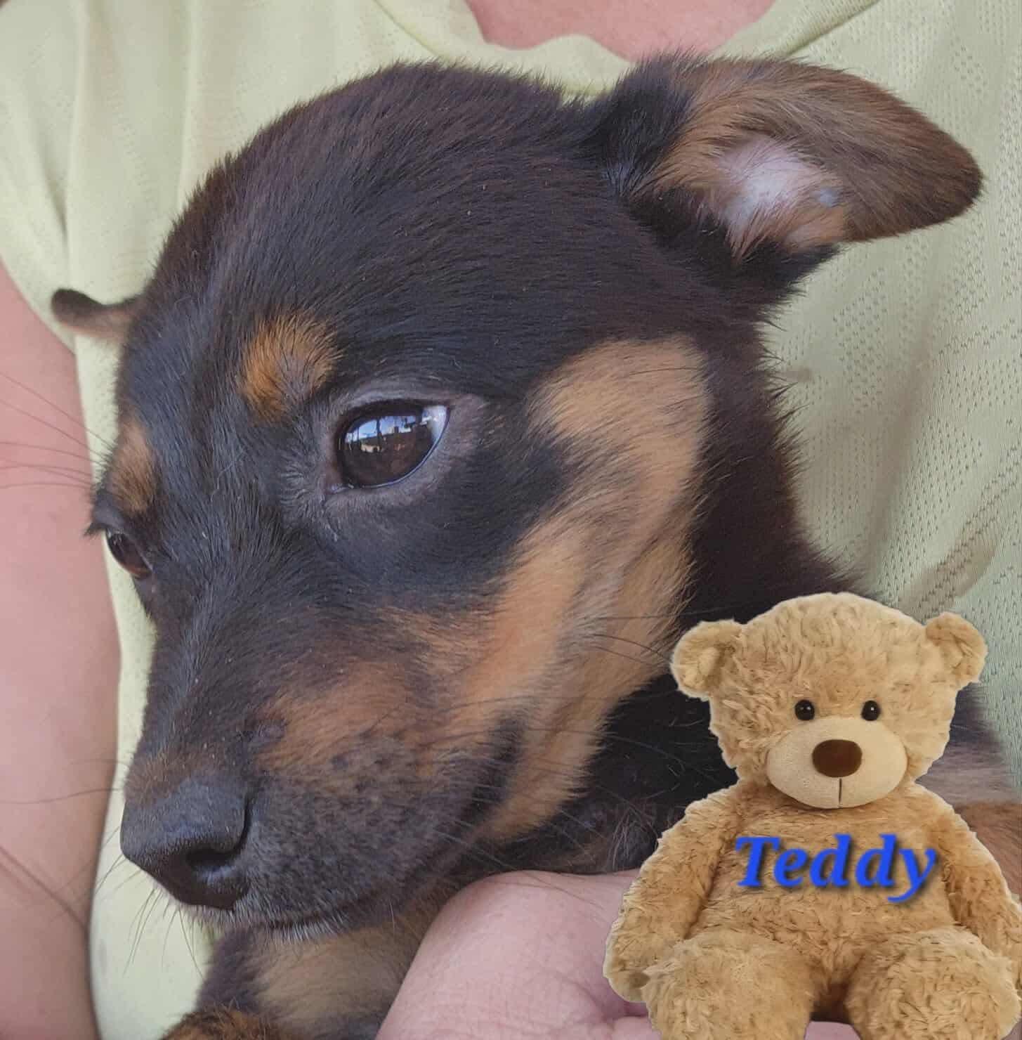 Teddy