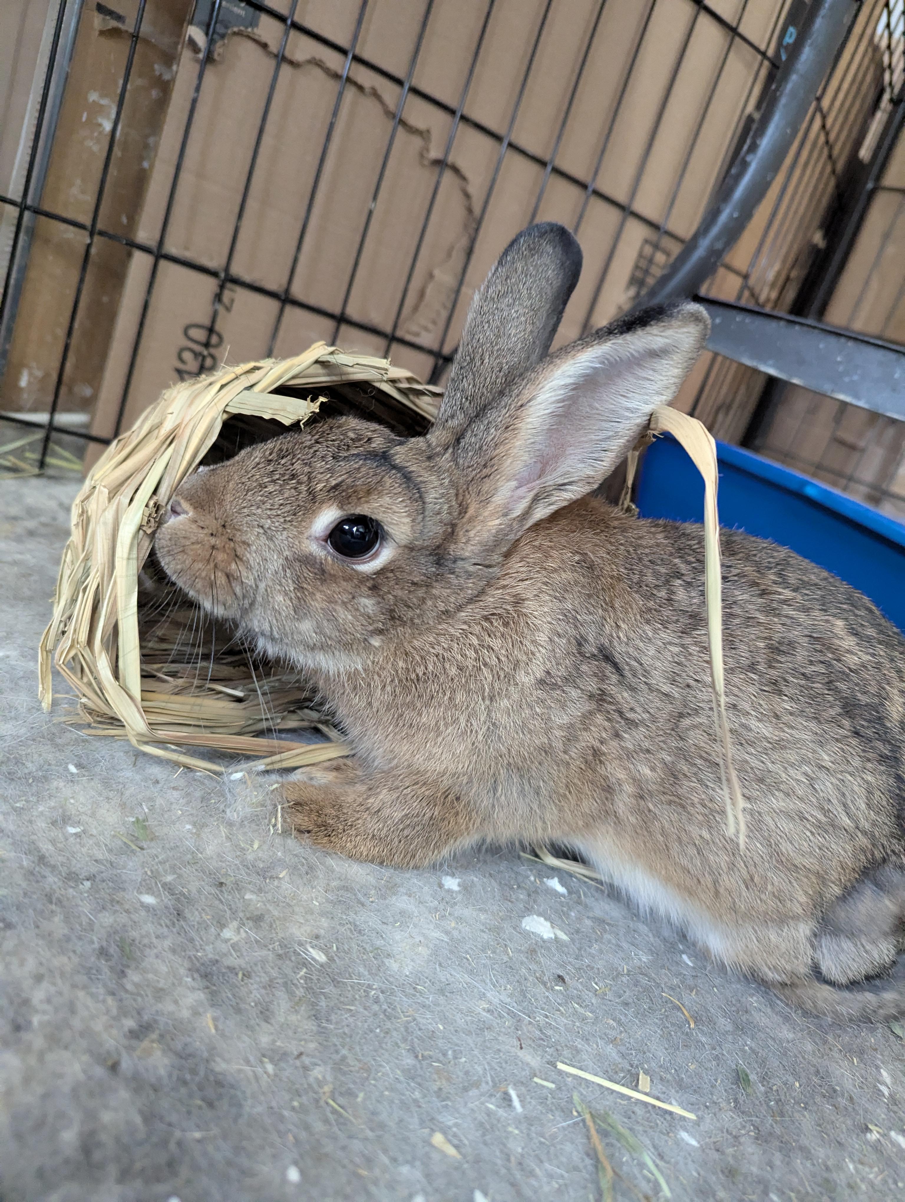 JIMINY (YOUNG FEMALE TRIPOD), a Adoptable Bunny Rabbit in Forest Hills, NY image 2/6