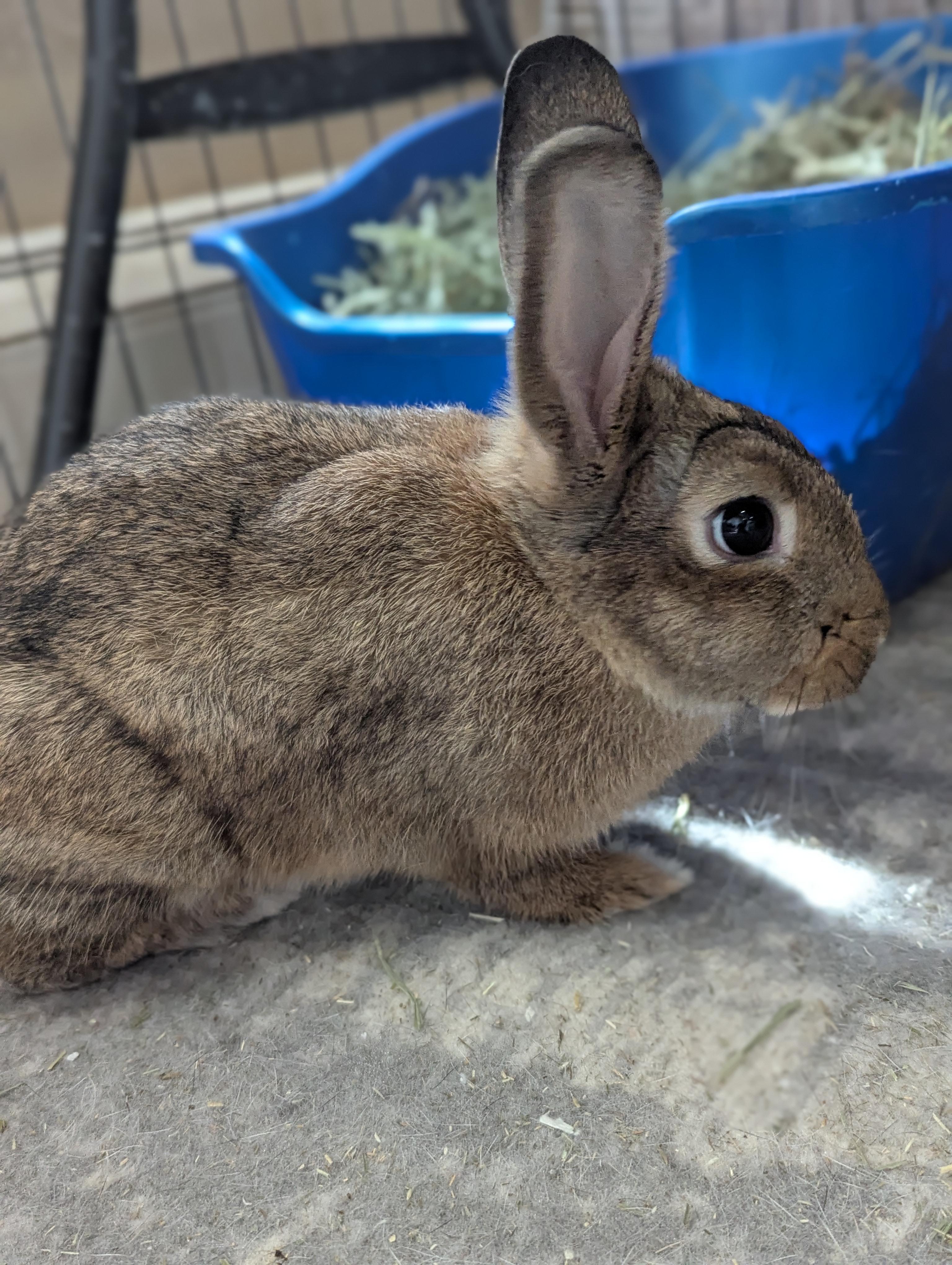 JIMINY (YOUNG FEMALE TRIPOD), a Adoptable Bunny Rabbit in Forest Hills, NY image 4/6