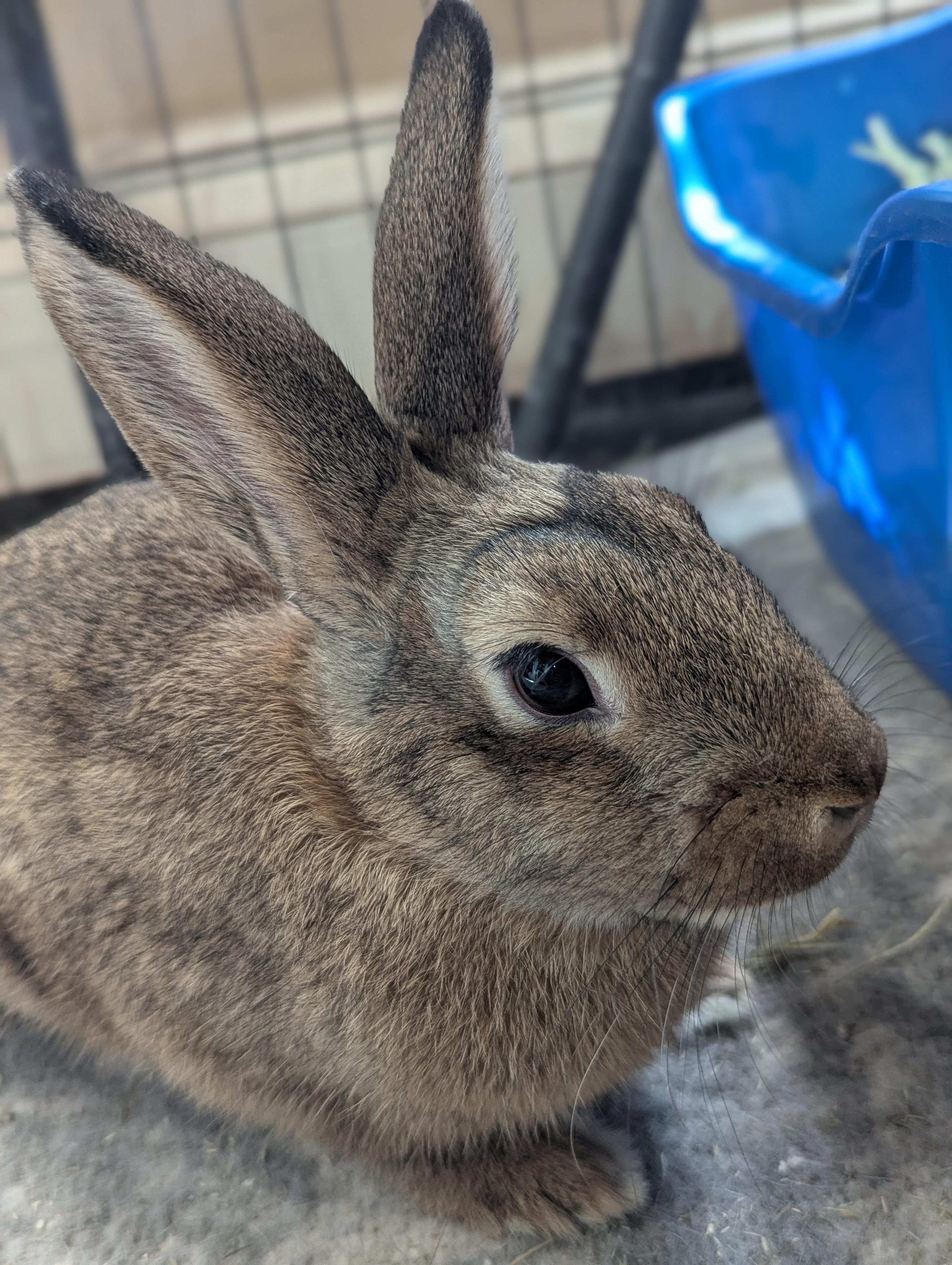 JIMINY (YOUNG FEMALE TRIPOD), a Adoptable Bunny Rabbit in Forest Hills, NY image 1/6