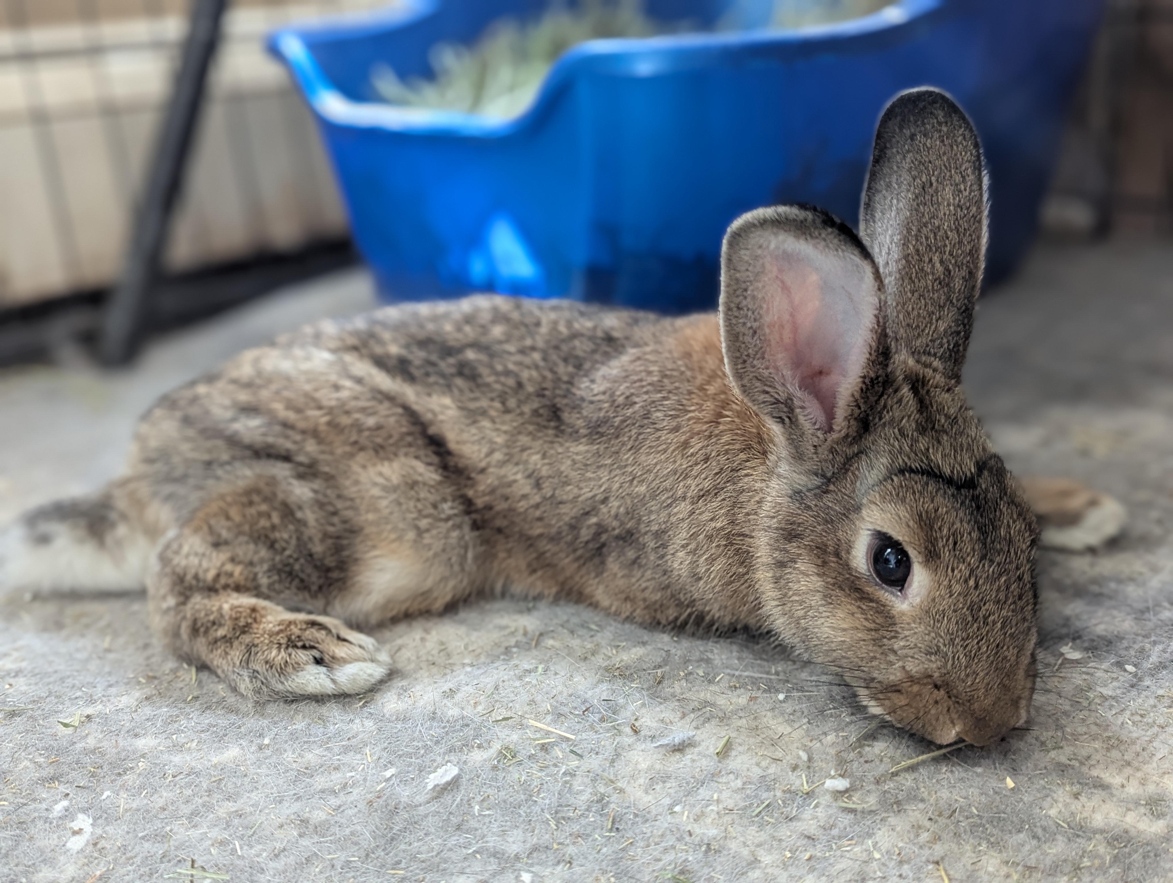 JIMINY (YOUNG FEMALE TRIPOD), a Adoptable Bunny Rabbit in Forest Hills, NY image 5/6