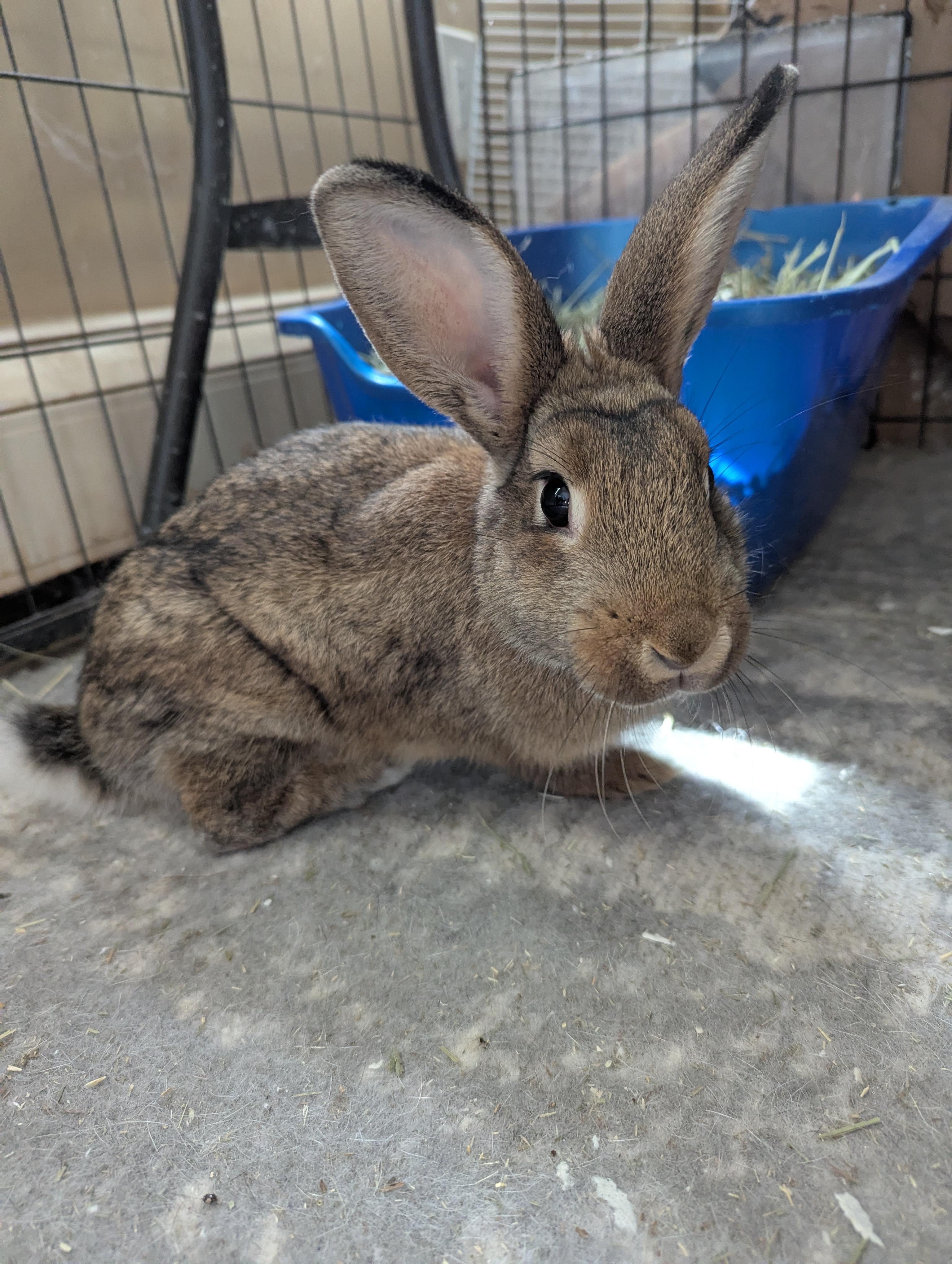 JIMINY (YOUNG FEMALE TRIPOD), a Adoptable Bunny Rabbit in Forest Hills, NY image 3/6