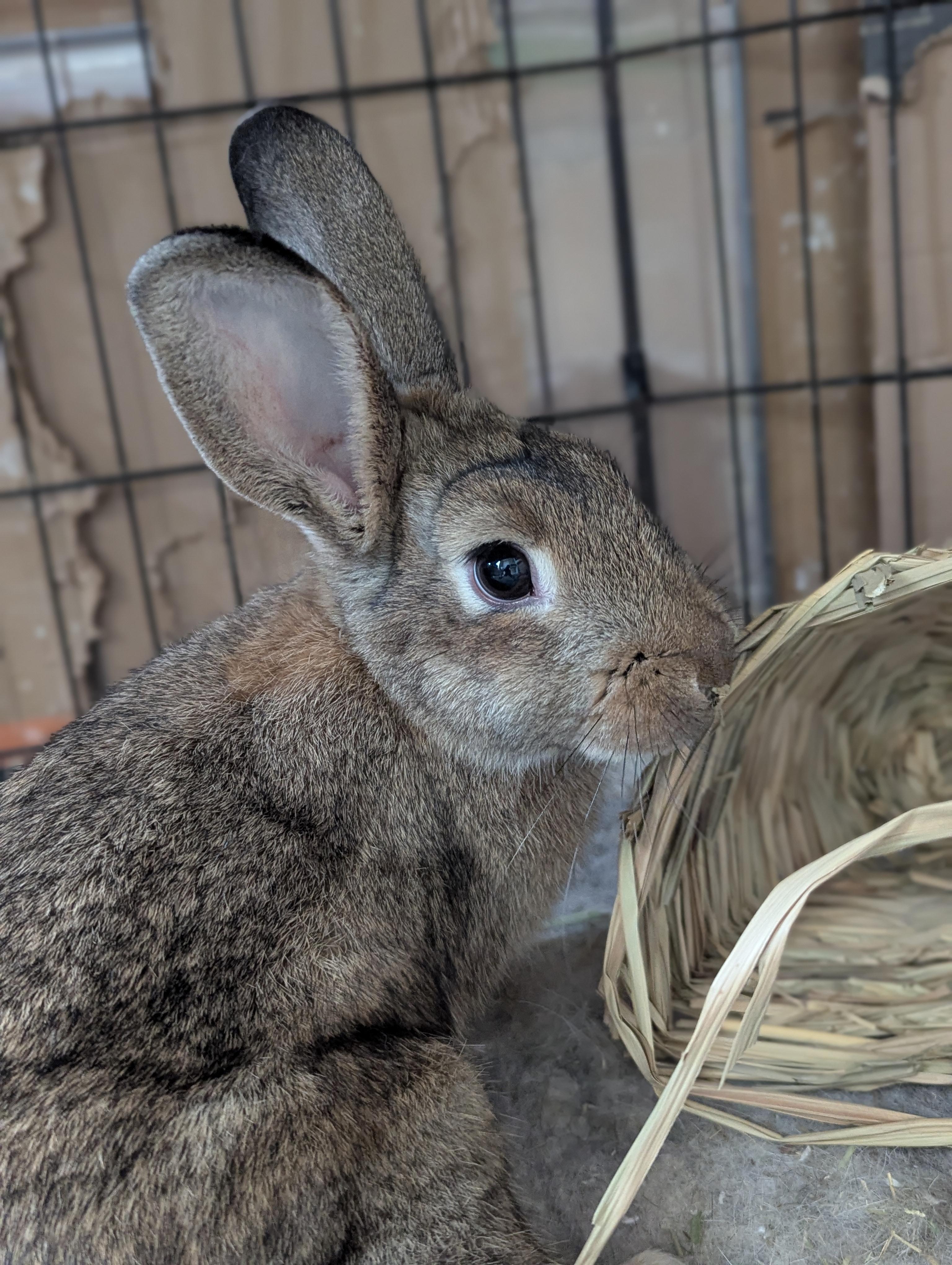 JIMINY (YOUNG FEMALE TRIPOD), a Adoptable Bunny Rabbit in Forest Hills, NY image 6/6