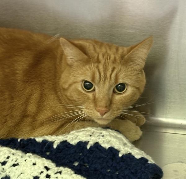 Jack, Adoptable, Adult Male Domestic Short Hair.
