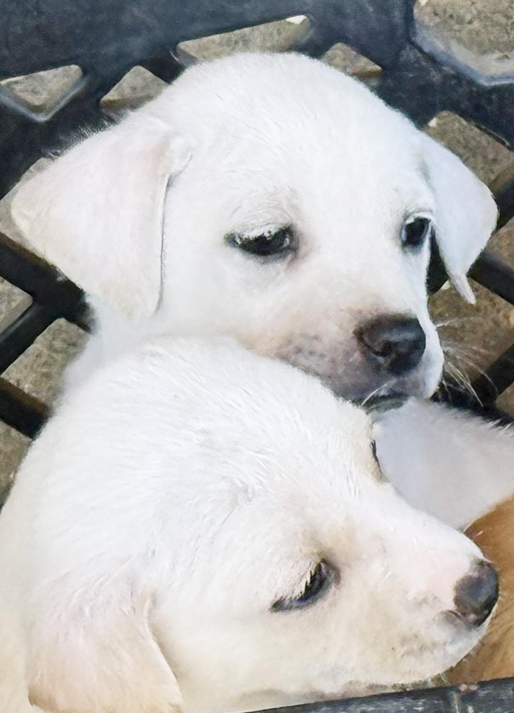 Enlarge Lucas, a ADOPTABLE mixed breed in Poway, CA image 4/6