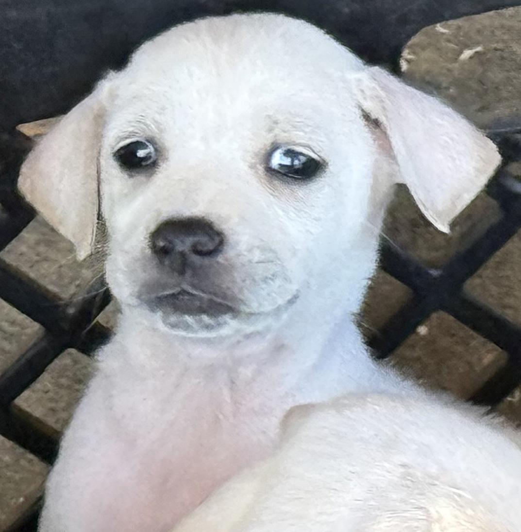 Enlarge Lucas, a ADOPTABLE mixed breed in Poway, CA image 2/6