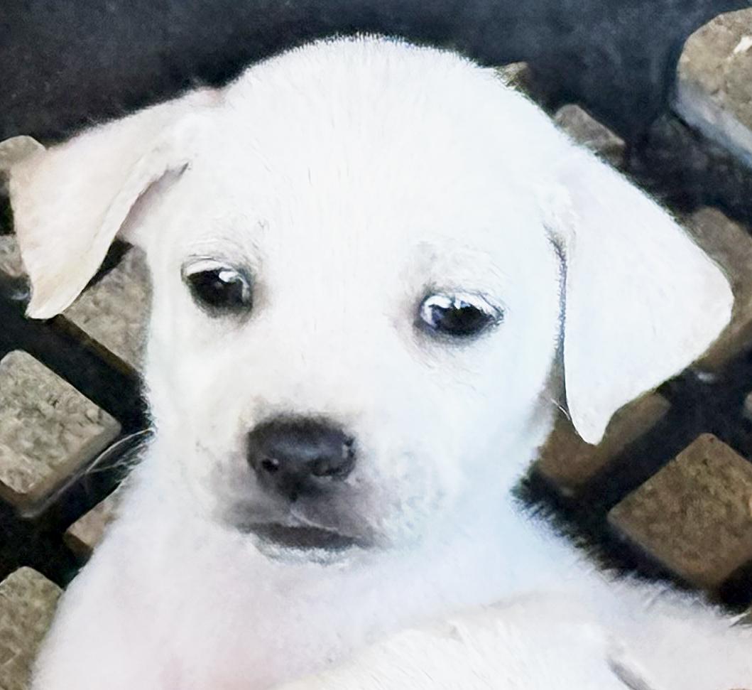 Lucas, ADOPTABLE, Puppy Male Dachshund & Basset Hound.