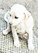 Enlarge Lucas, a ADOPTABLE mixed breed in Poway, CA image 3/6