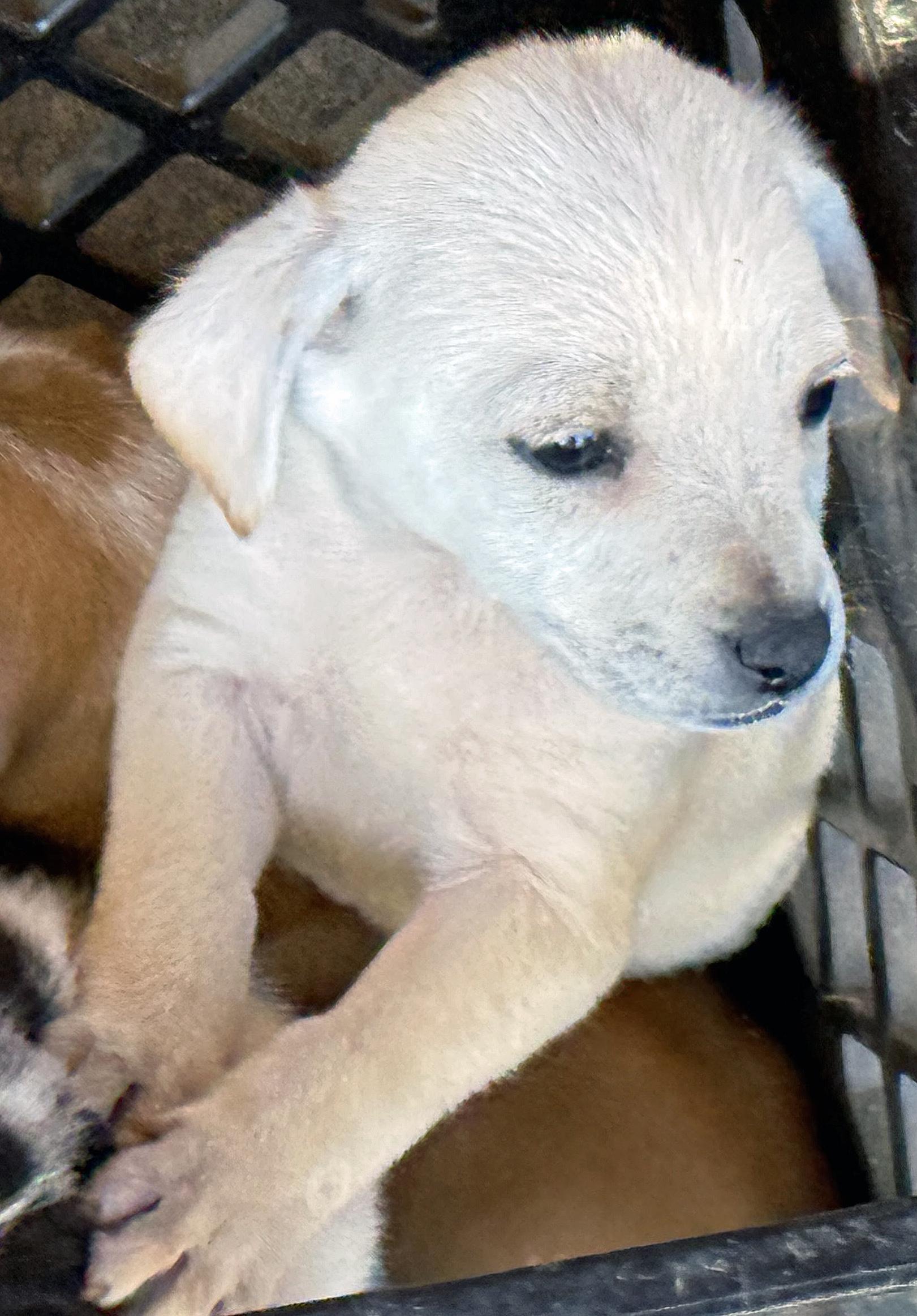 Enlarge Lucas, a ADOPTABLE mixed breed in Poway, CA image 5/6