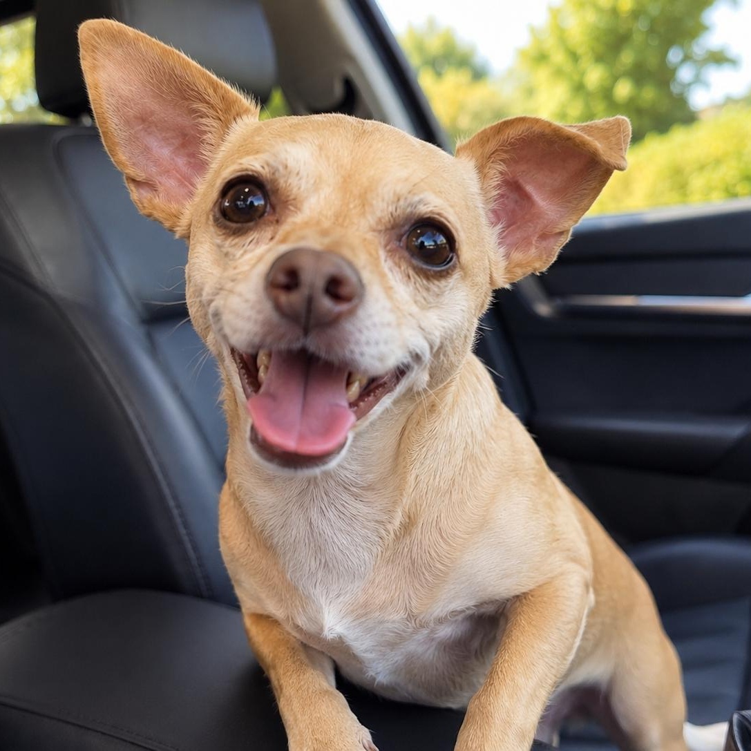Enlarge Papi, a Adopted Chihuahua in Mount Prospect, IL image 1/6