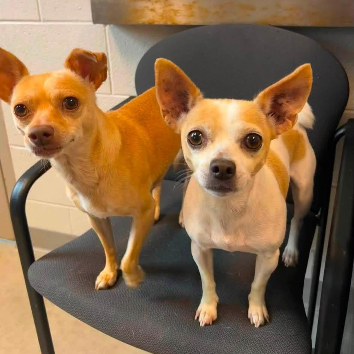 Enlarge Papi, a Adopted Chihuahua in Mount Prospect, IL image 3/6