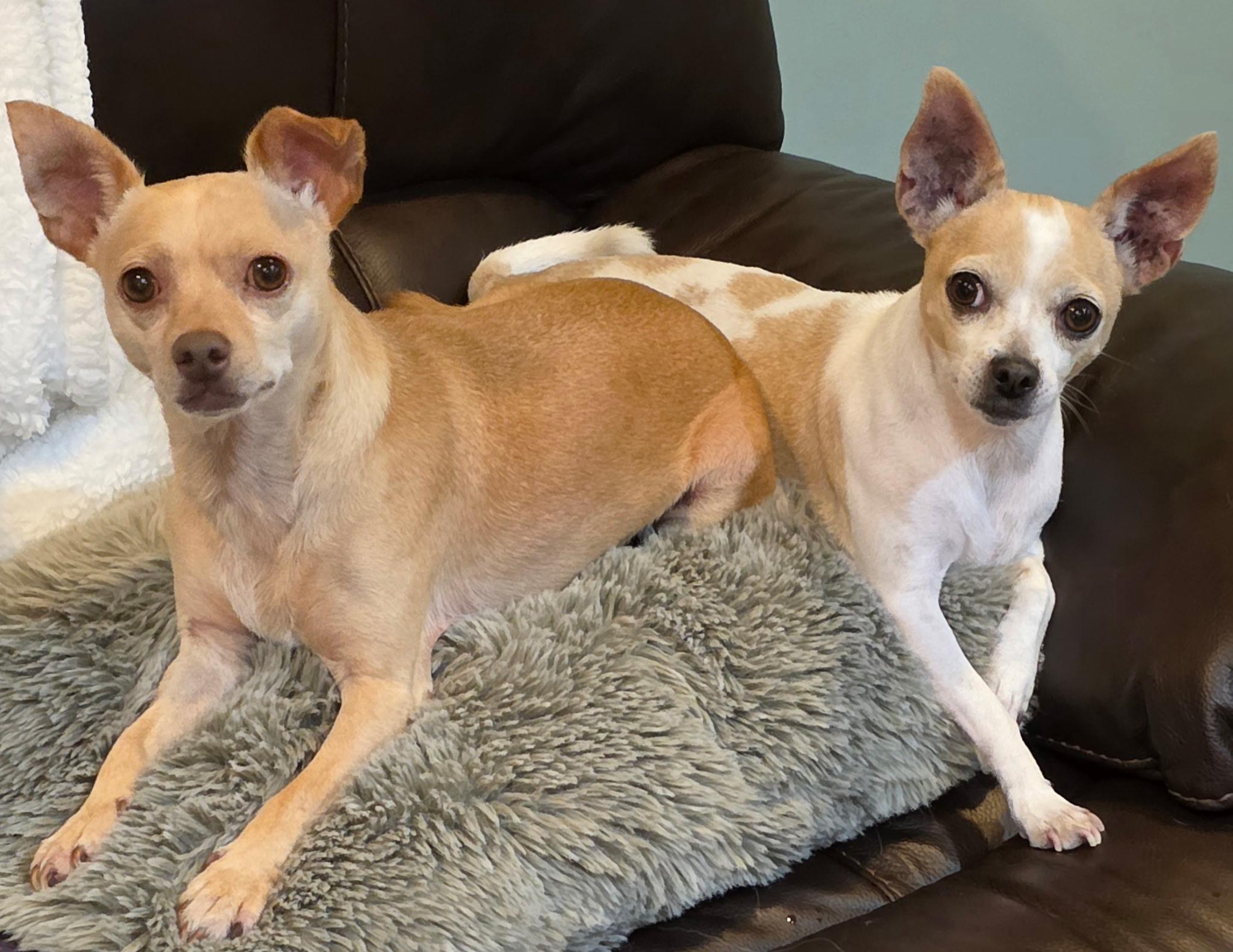 Enlarge Papi, a Adopted Chihuahua in Mount Prospect, IL image 5/6