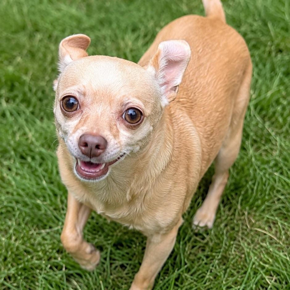 Enlarge Papi, a Adopted Chihuahua in Mount Prospect, IL image 4/6