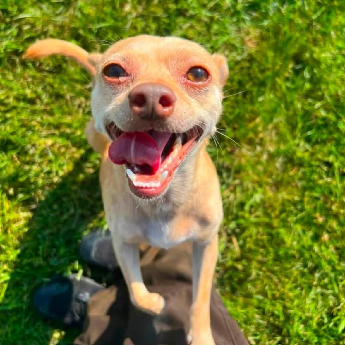 Enlarge Papi, a Adopted Chihuahua in Mount Prospect, IL image 2/6