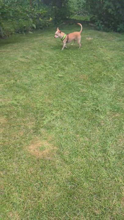 Enlarge Papi, a Adopted Chihuahua in Mount Prospect, IL video 6/6