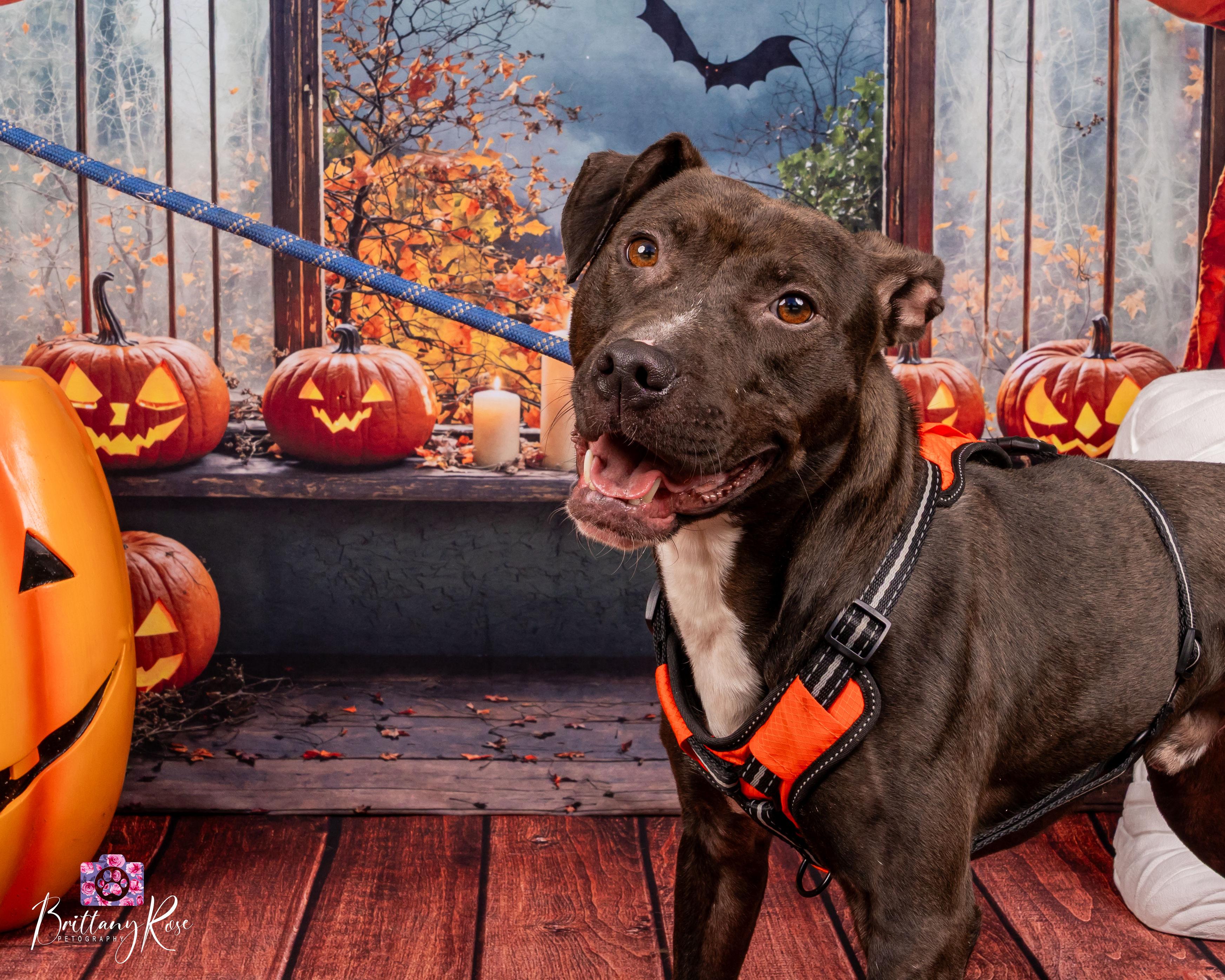 Sawyer, Adoptable, Adult Male Pit Bull Terrier.