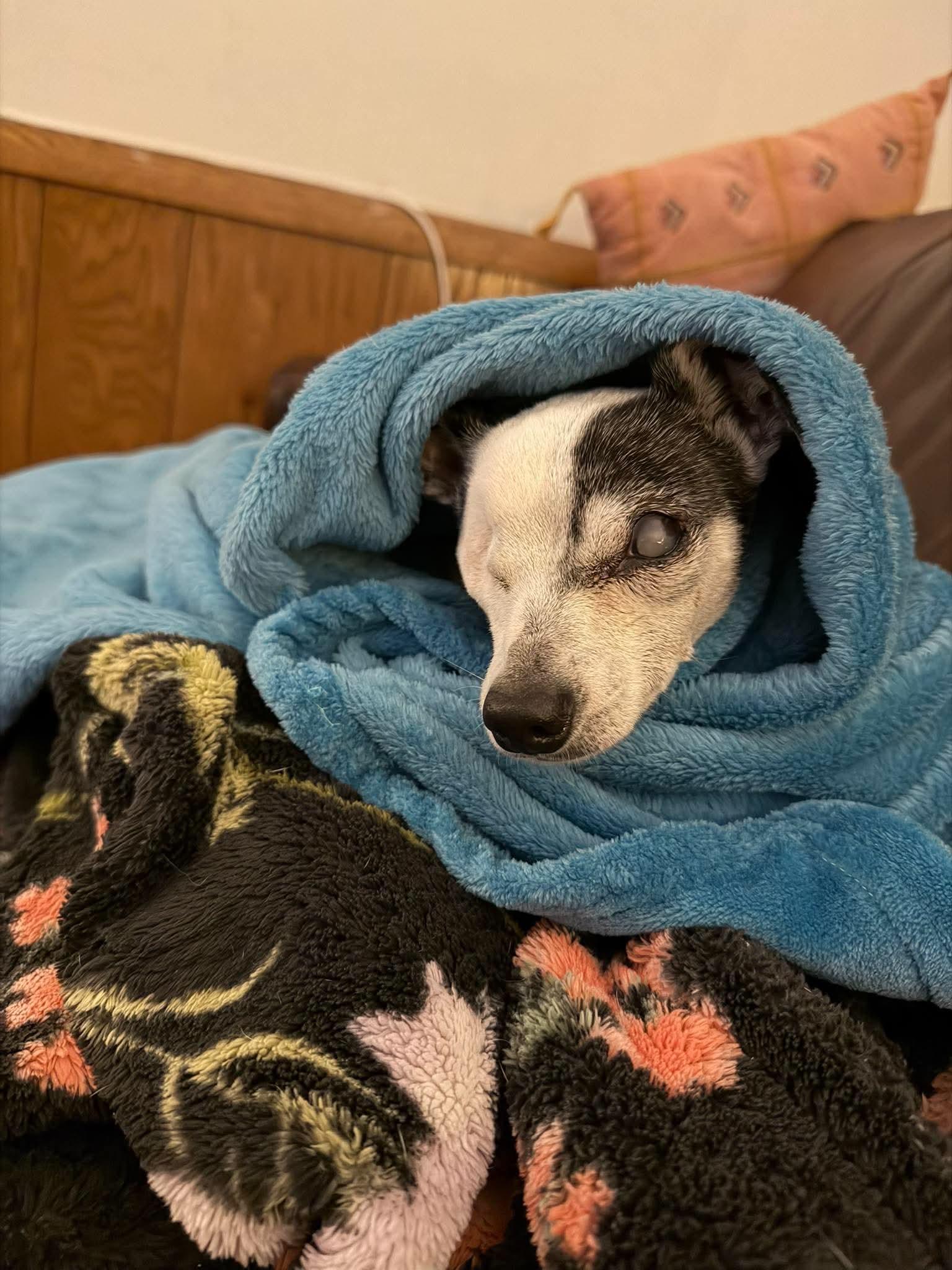 Captain Jack Sparrow, an adopted Chihuahua in Whitewater, WI image 3/6