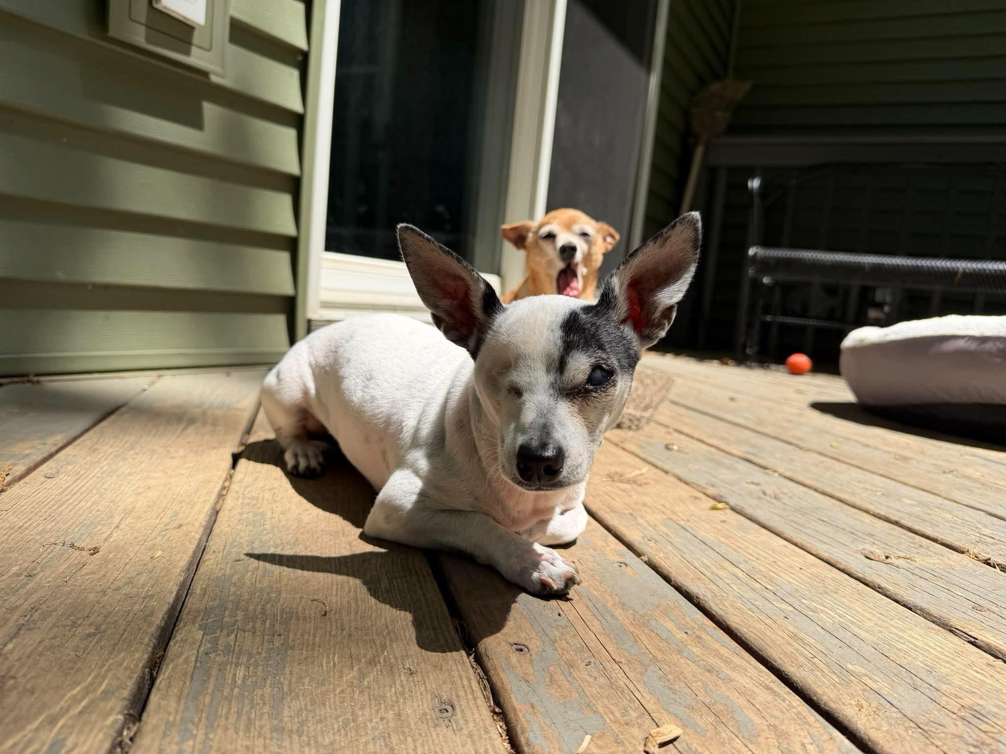 Captain Jack Sparrow, an adopted Chihuahua in Whitewater, WI image 4/6