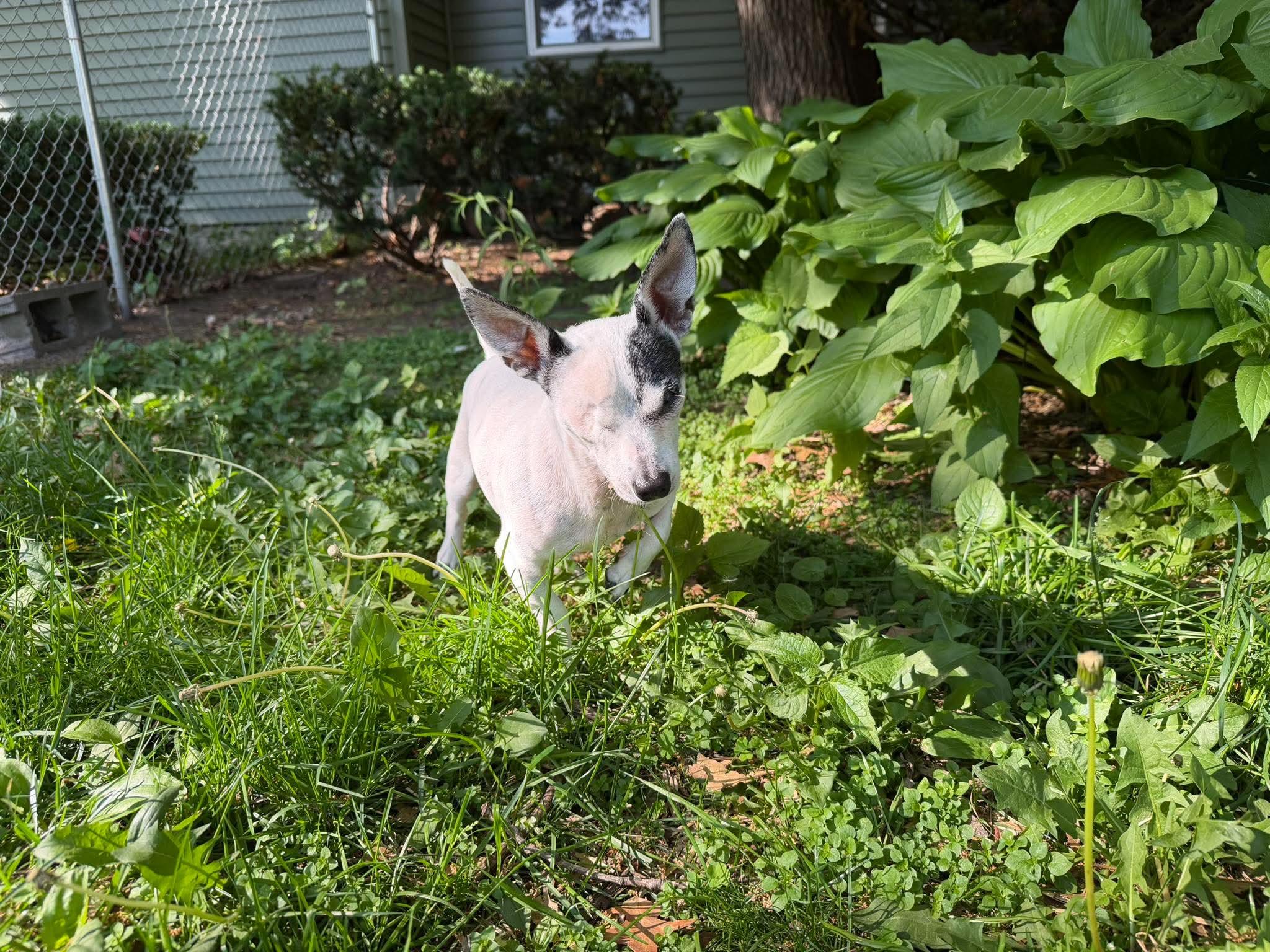 Captain Jack Sparrow, an adopted Chihuahua in Whitewater, WI image 5/6