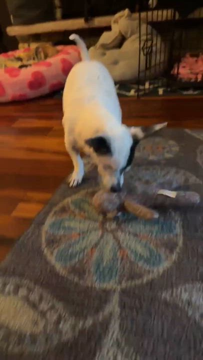 Enlarge Captain Jack Sparrow, an adopted Chihuahua in Whitewater, WI video 6/6