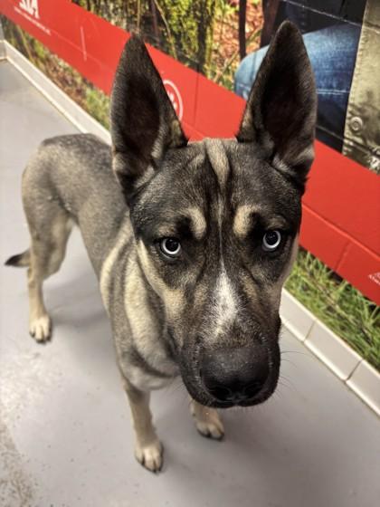 Tycho **BONDED WITH KAI**, a Adoptable Husky in Lafayette, IN image 1/2