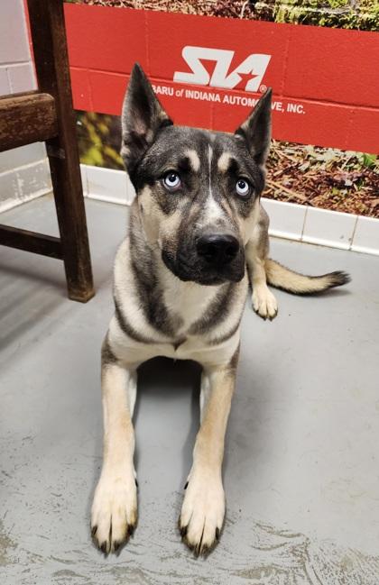 Tycho **BONDED WITH KAI**, a Adoptable Husky in Lafayette, IN image 2/2