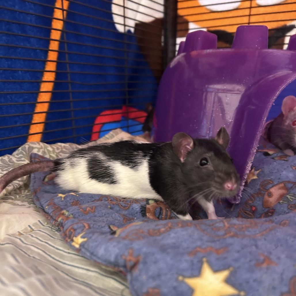 Clothesline, Adoptable, Baby Male Rat.