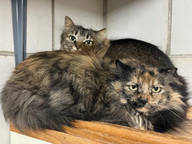 Enlarge Fish and Chips, a Adopted mixed breed in Granby, CO image 1/1