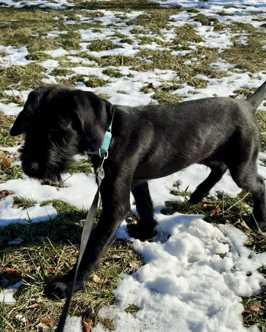 Kerfluffle, a ADOPTABLE mixed breed in Lewisville, IN image 2/4