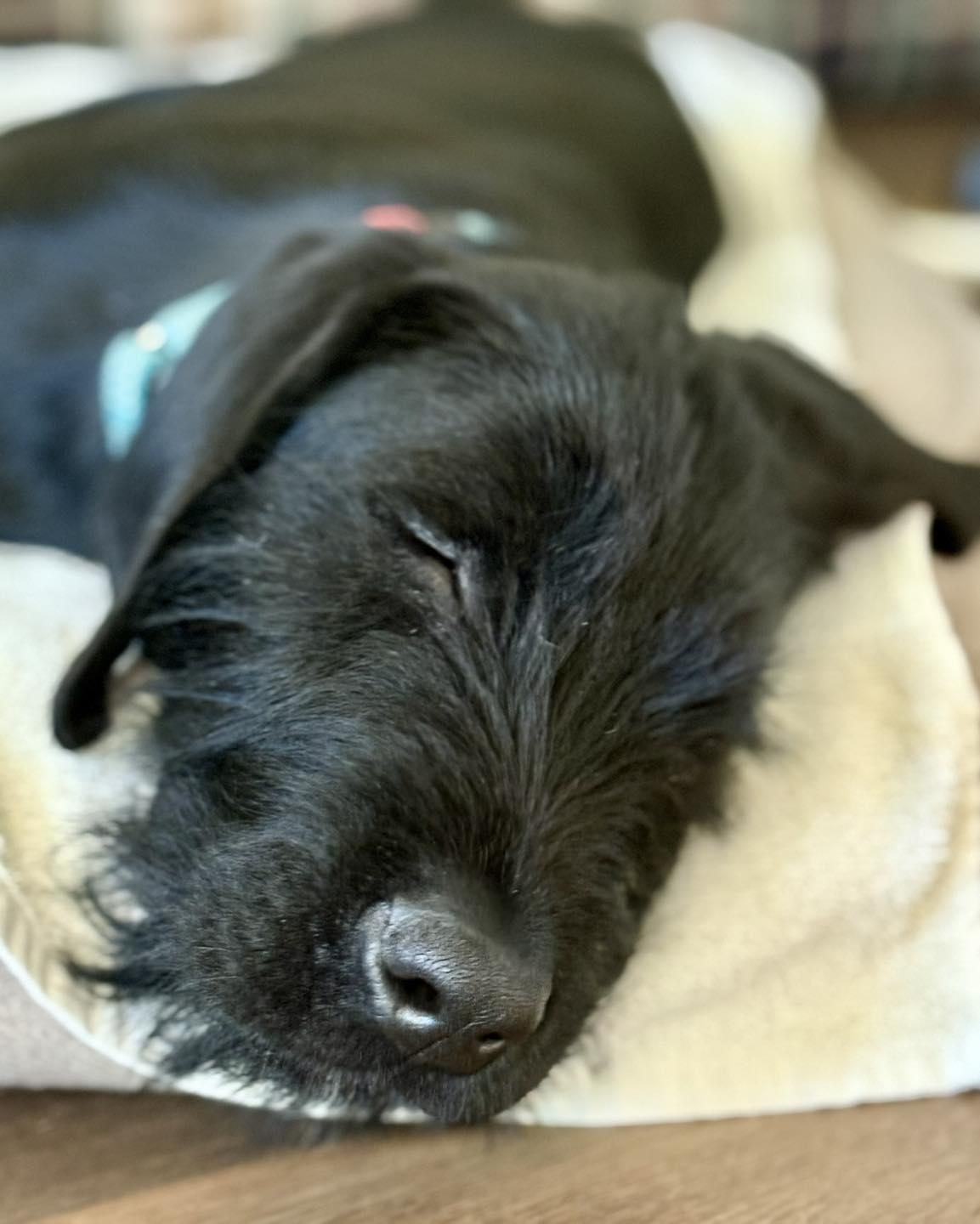 Kerfluffle, a ADOPTABLE mixed breed in Lewisville, IN image 4/4